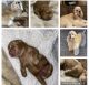 Cockapoo Puppies for sale in Hurst, TX, USA. price: NA