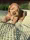 Cockapoo Puppies for sale in Fort Worth, TX 76180, USA. price: NA