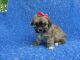 Cockapoo Puppies for sale in Hacienda Heights, CA, USA. price: $899