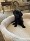 Cockapoo Puppies for sale in Pittsburg, CA 94565, USA. price: $3,000