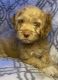 Cockapoo Puppies for sale in Greensburg, LA 70441, USA. price: NA
