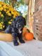 Cockapoo Puppies for sale in Annville, PA, USA. price: $845