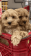 Cockapoo Puppies