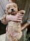 Cockapoo Puppies for sale in Brooklyn, IN, USA. price: $175