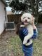 Cockapoo Puppies for sale in Palm Shores, FL 32940, USA. price: $500