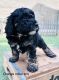 Cockapoo Puppies for sale in National City, CA, USA. price: $700
