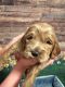 Cockapoo Puppies for sale in Palm Shores, FL 32940, USA. price: $1,200