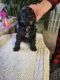 Cockapoo Puppies for sale in Yucca Valley, CA 92284, USA. price: $800