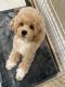 Cockapoo Puppies for sale in Thousand Oaks, CA, USA. price: $2,000