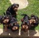 Cockapoo Puppies for sale in San Francisco, CA, USA. price: $2,000