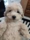Cockapoo Puppies for sale in Brooklyn, IN, USA. price: $400