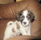 Cockapoo Puppies for sale in Allentown, PA, USA. price: $1,000