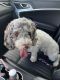 Cockapoo Puppies for sale in Garland, TX, USA. price: $300