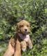 Cockapoo Puppies for sale in Whittier, CA, USA. price: $899