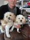 Cockapoo Puppies for sale in Hughson, CA 95326, USA. price: NA