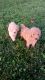 Cockapoo Puppies for sale in Lancaster, PA, USA. price: $850