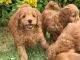 Cockapoo Puppies for sale in Trenton, NJ, USA. price: $700