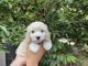 Cockapoo Puppies for sale in Whittier, CA, USA. price: $799