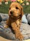 Cockapoo Puppies for sale in Palm Shores, FL 32940, USA. price: $1,700