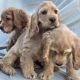 Cockapoo Puppies for sale in Hemet, CA, USA. price: $600