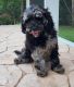 Cockapoo Puppies for sale in Fort Myers, FL, USA. price: $500
