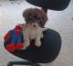 Cockapoo Puppies for sale in Oviedo, FL, USA. price: $750