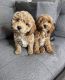 Cockapoo Puppies for sale in Jacksonville, Florida. price: $400