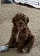 Cockapoo Puppies for sale in St. Charles, Missouri. price: $1,800