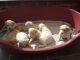 Cockapoo Puppies for sale in Garden Grove, CA, USA. price: NA