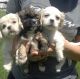 Cockapoo Puppies for sale in Dallas, TX, USA. price: NA