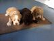 Cockapoo Puppies for sale in Phoenix, AZ, USA. price: NA
