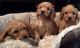 Cockapoo Puppies for sale in Phoenix, AZ, USA. price: NA