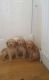 Cockapoo Puppies for sale in Boise, ID, USA. price: NA