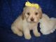 Cockapoo Puppies for sale in Texas St, Fairfield, CA 94533, USA. price: NA