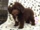 Cockapoo Puppies for sale in Texas St, Fairfield, CA 94533, USA. price: NA