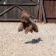 Cockapoo Puppies for sale in NJ-3, Clifton, NJ, USA. price: NA