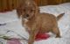 Cockapoo Puppies for sale in Eminence, IN, USA. price: $500