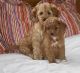 Cockapoo Puppies for sale in Chandler, AZ, USA. price: NA