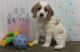 Cockapoo Puppies for sale in Phoenix, AZ 85024, USA. price: NA