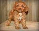 Cockapoo Puppies for sale in Denver, CO, USA. price: $1,450
