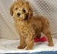 Cockapoo Puppies for sale in Scottsdale, AZ, USA. price: NA