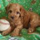 Cockapoo Puppies for sale in Duncanville, TX, USA. price: NA