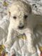 Cockapoo Puppies for sale in Oswego, NY, USA. price: $950