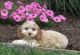 Cockapoo Puppies for sale in Edgartown, MA, USA. price: $600