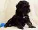 Cockapoo Puppies for sale in Springfield, MA, USA. price: $900