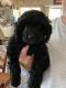Cockapoo puppies for Sale