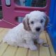 Cockapoo Puppies for sale in Denver, CO, USA. price: $700