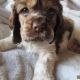 Cockapoo Puppies for sale in Bayonne, NJ 07002, USA. price: NA