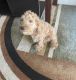 Cockapoo Puppies for sale in NE 211th St, Florida 33179, USA. price: $3,500