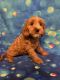 Cockapoo Puppies for sale in Palm Shores, FL 32940, USA. price: $1,600